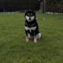 Nova
